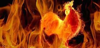 fire rooster