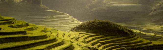 rice fields